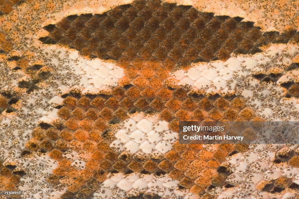 Extreme Close-up of the Skin of a Madagascar Ground Boa (Acrantophis Madagascariensis)