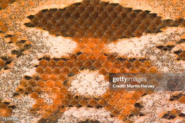 extreme close-up of the skin of a madagascar ground boa (acrantophis madagascariensis) - madagascar boa stock pictures, royalty-free photos & images