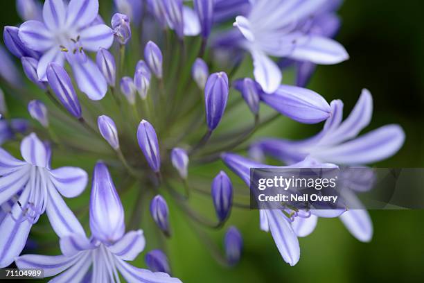 close-up of the flowers of an agapanthus flower (agapanthus praecox) - african lily fotografías e imágenes de stock