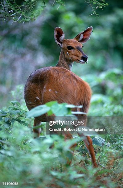 portrait of a bushbuck (tragelaphus scriptus) looking back - bushbuck fotografías e imágenes de stock