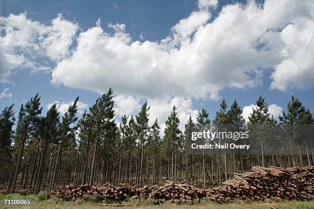 portrait of a pine tree plantation with pine logs stacked in the foreground - tree farm stock-fotos und bilder