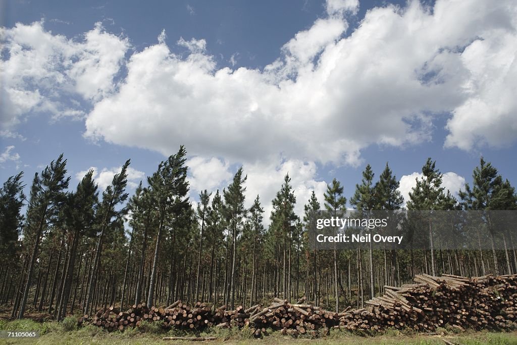 Portrait of a Pine Tree Plantation with Pine Logs Stacked in the Foreground