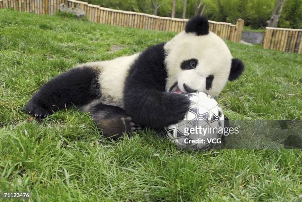 Pandas play with a football during a special soccer competition for pandas on June 4 in Wolong, Sichuan Province China. With under a week to until...