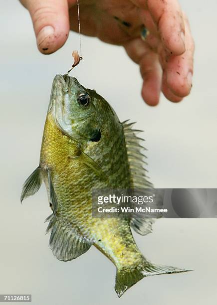 Yellow perch is pulled from the water during the "Fishing on the Mall," event to celebrate National Fishing and Boating Week June 5, 2006 in...