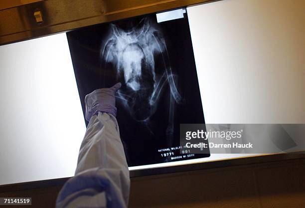 Geological Survey Wildlife Pathologist Carol Meteyer gestures as she looks at an x-ray of a dead adult female Bald Eagle June 6, 2006 in Madison,...