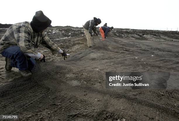 Department of Agriculture biologists set up a cannon net trap to catch and test glaucous gulls that have migrated from Asia and Russia June 6, 2006...