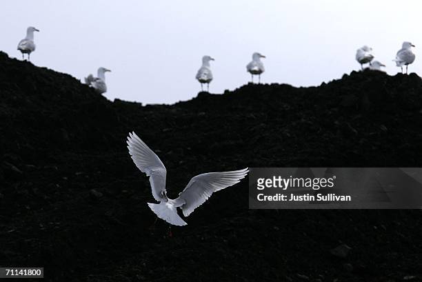 Glaucous gull flies as others stand near a landfill after migrating from Asia and Russia June 6, 2006 in Browerville, Alaska. Officials from the USDA...