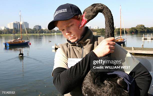 Swan is captured as researcher Julie McInnes carries out tests at Melbourne's Albert Park Lake, 07 June 2006, as swans, who have long been viewed as...