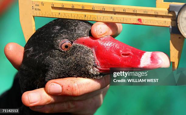 Swan stays calm as researcher carry out tests on it at Melbourne's Albert Park Lake, 07 June 2006, as swans, who have long been viewed as a symbol of...