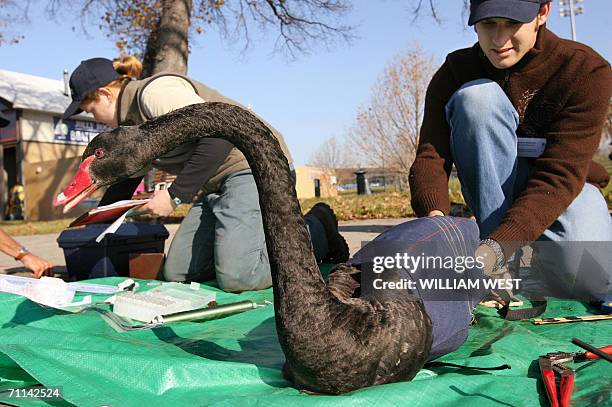 Swan is checked by researchers as they carry out tests at Melbourne's Albert Park Lake, 07 June 2006, as swans, who have long been viewed as a symbol...