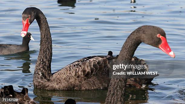 Female swan keeps an eye on her mate at Melbourne's Albert Park Lake, 07 June 2006, as swans - who have long been viewed as a symbol of fidelity and...