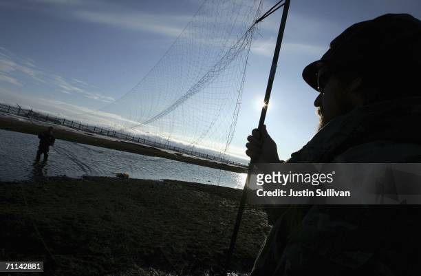 Department of Agriculture biologists set up a mist net trap as they attempt to catch and test shore birds that have migrated from Asia and Russia...