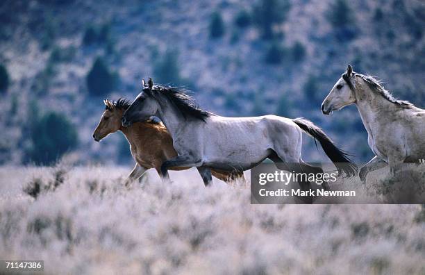 kiger mustang wild horses, united states of america - mustang stock-fotos und bilder