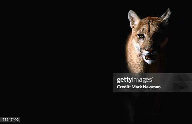 cougar (felis concolor), aka puma or mountain lion, arizona-sonora desert museum, tucson, united states of america - dark panthera stock pictures, royalty-free photos & images