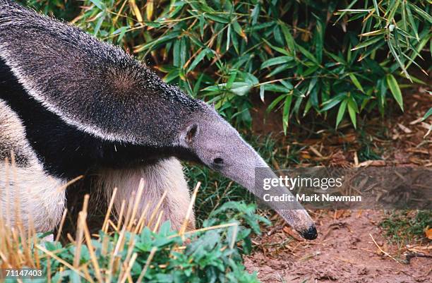 captive giant anteater (myrmecophaga tridactyla), brazil - ameisenbär stock-fotos und bilder