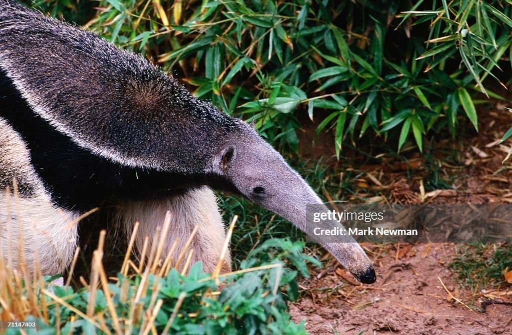 Captive giant anteater (Myrmecophaga tridactyla), Brazil