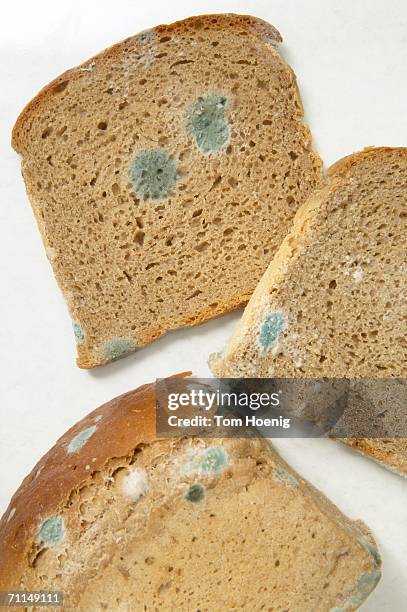 moulded bread - moldy bread stock pictures, royalty-free photos & images