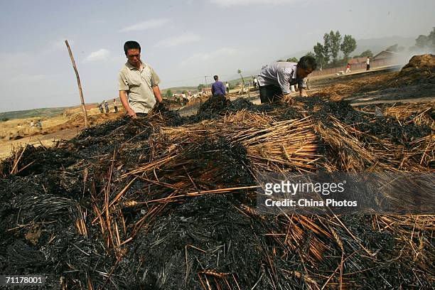 Farmers find unburnt wheat after a fire in a wheat field in Tangyu Township on June 9, 2006 in Lantian County of Shaanxi Province, China. The fire...