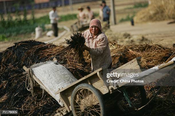 Farmer finds unburnt wheat after a fire in a wheat field in Tangyu Township on June 9, 2006 in Lantian County of Shaanxi Province, China. The fire...