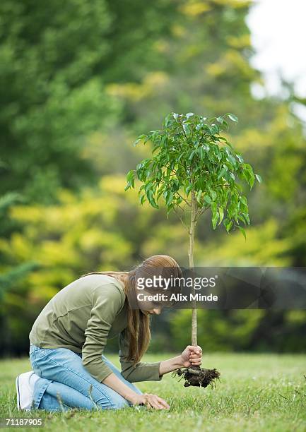 girl planting sapling - desarraigado fotografías e imágenes de stock