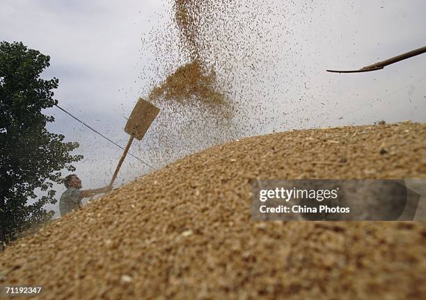 Villager winnows wheat at a threshing floor on June 12, 2006 in Lantian County of Shaanxi Province, China. China plans to increase its annual grain...