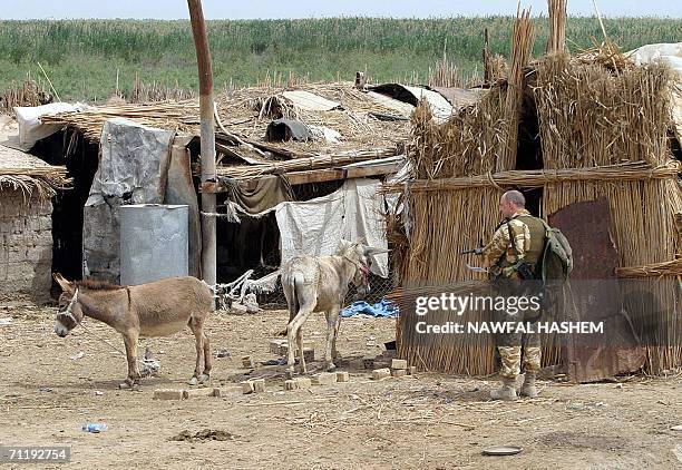 British soldier looks at a pair of donkeys during a patrol in a remote area in the city of Nasiriyah, southeast of Baghdad 12 May 2006. British,...