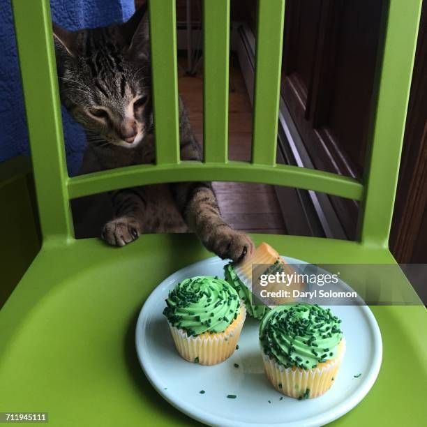 green sheen  - cat reaching stock pictures, royalty-free photos & images