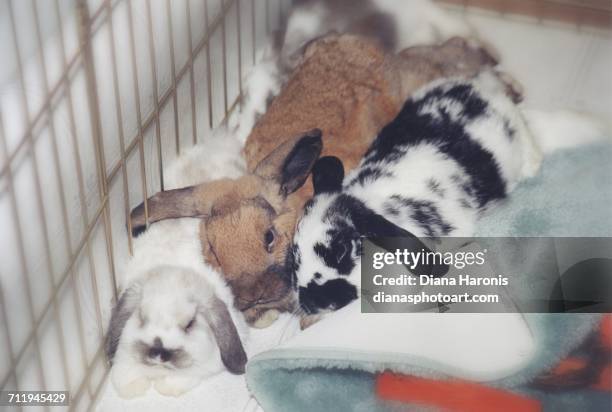 970 Golden Rabbits Stock Photos, High-Res Pictures, and Images - Getty ...