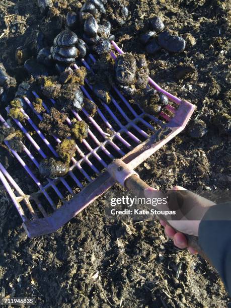 Dirty Rake 164 Horse Rake Stock Photos, High-Res Pictures, and Images - Getty Images