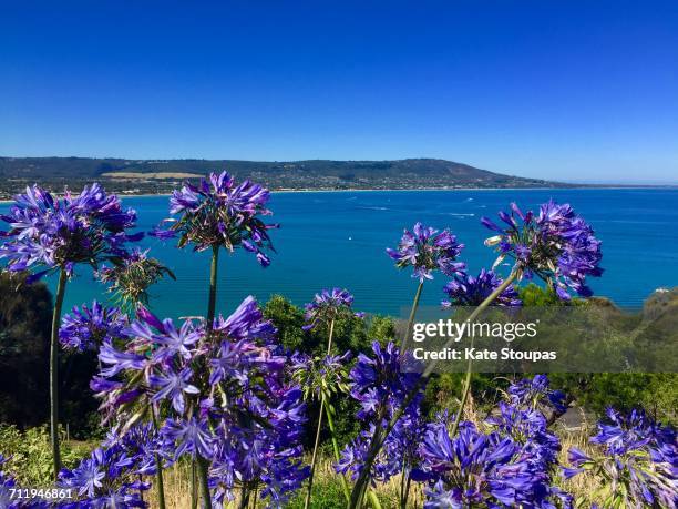 travel pov  - agapanthus stock pictures, royalty-free photos & images