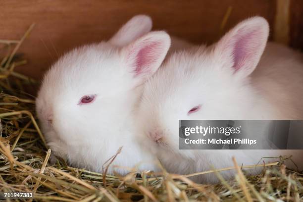 98 Snuggly Stock Photos, High-Res Pictures, and Images - Getty Images