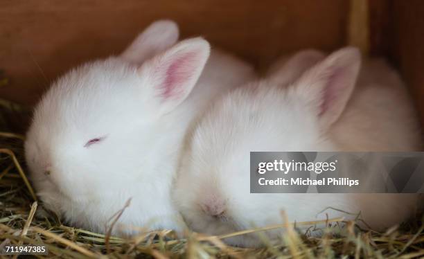 Napping Rabbit 162 Bunny Napping Stock Photos, High-Res Pictures, and Images - Getty ...