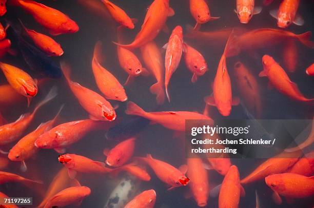Column Fish Water Column Fish Photos and Premium High Res Pictures - Getty Images