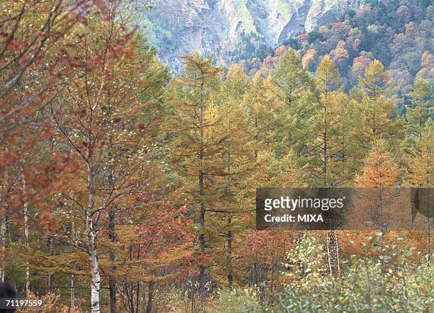 japanese larch forest - japanese larch stock pictures, royalty-free photos & images