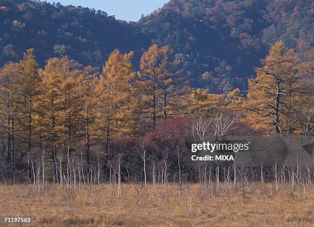 japanese larch forest - japanese larch stock pictures, royalty-free photos & images