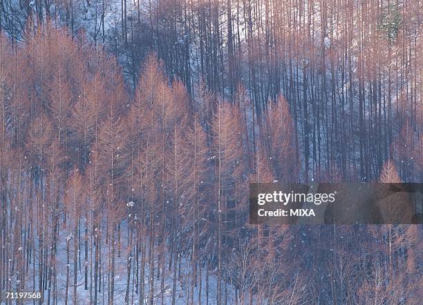 japanese larch forest - japanese larch stock pictures, royalty-free photos & images