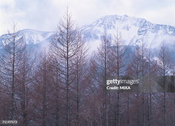 japanese larch forest - japanese larch stock pictures, royalty-free photos & images