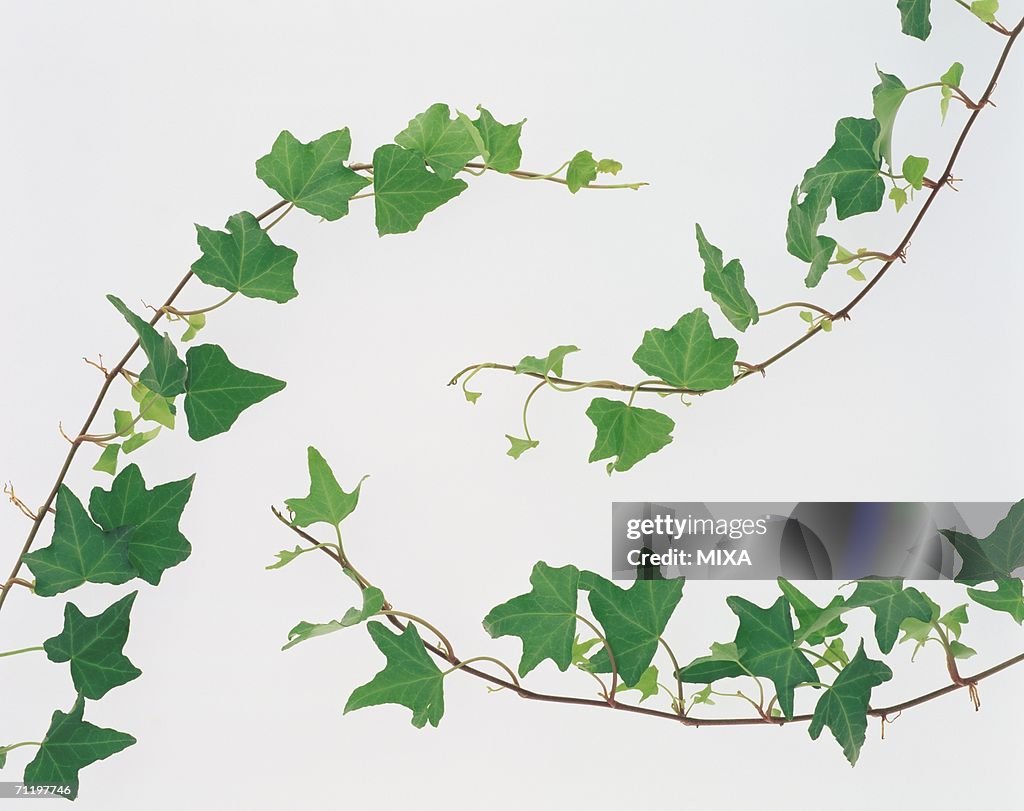 Leaves hanging on stem