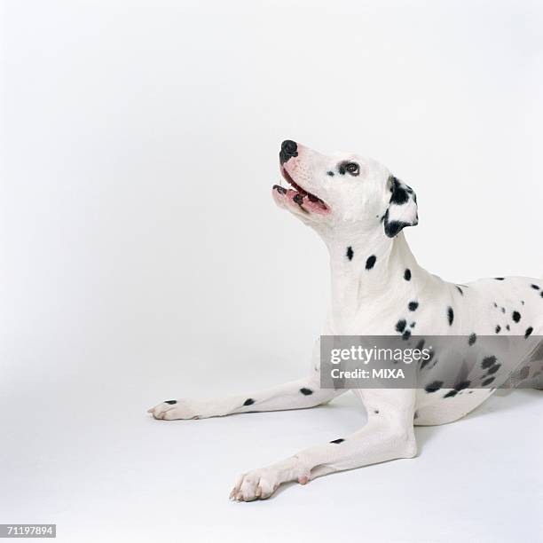 dalmatian looking up - dalmatian fotografías e imágenes de stock