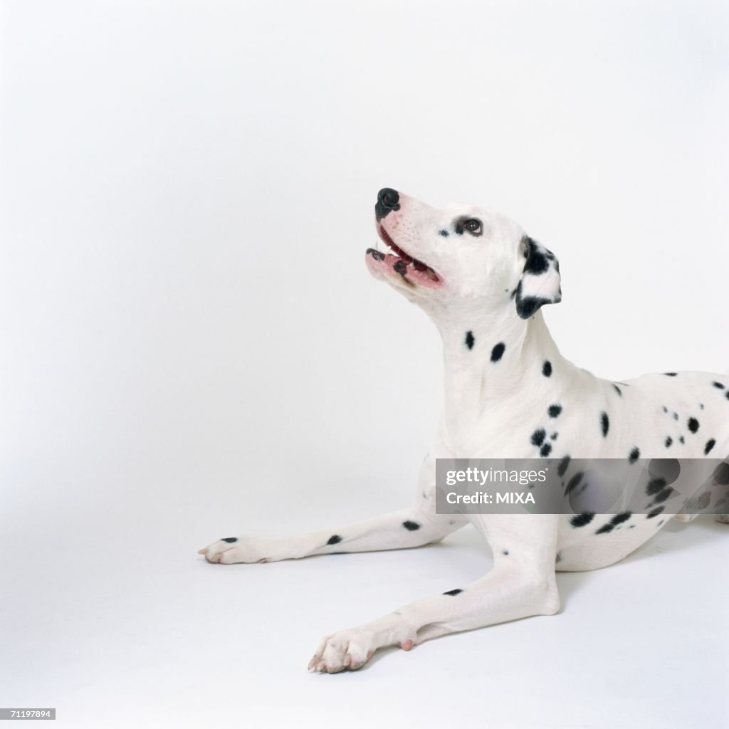 Dalmatian looking up