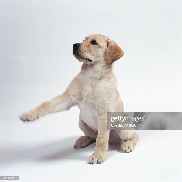 Lab Rasing Paw Question 120 Lifting Paw Stock Photos, High-Res Pictures, and Images - Getty Images