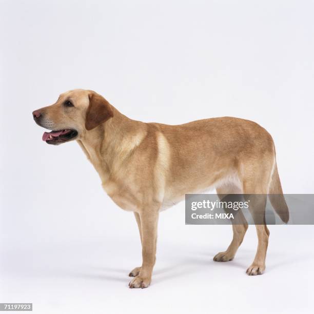 Labrador Views 1,368 Labrador Side View Stock Photos, High-Res Pictures, and Images ...