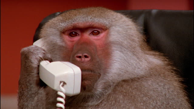 1,726 Funny Monkey Videos and HD Footage - Getty Images