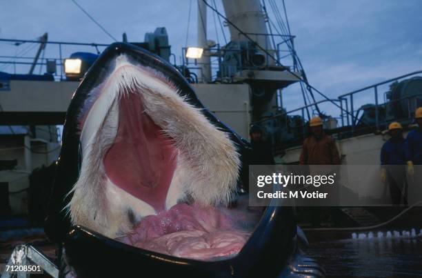 Slaughtered whale on board a Japanese whaling vessel carry out scientific research in the Antarctic, 1993. The baleen fringe is visible inside the...