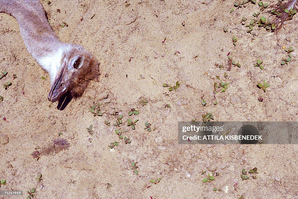 The body of a dead ostrich lays in a far