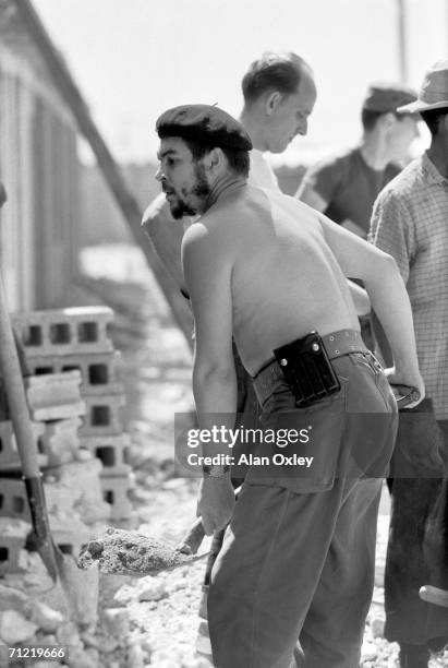 Stripped to the waist, Argentine-born revolutionary Ernesto Che Guevara , who waged guerrilla warfare with the Castro brothers, helps workers on a...