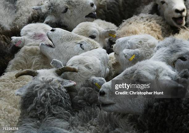 Flock of sheep are herded over through central Lodnon to launch the London Architecture Biennale on June 17, 2006 London, England. The event marks...