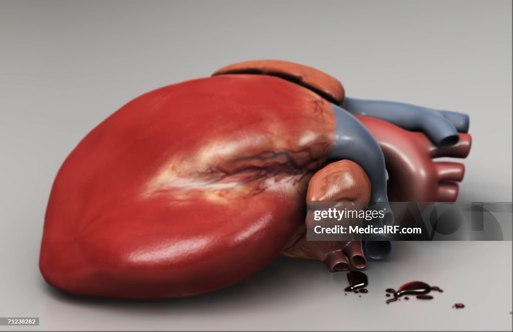 Human heart on a reflective surface.