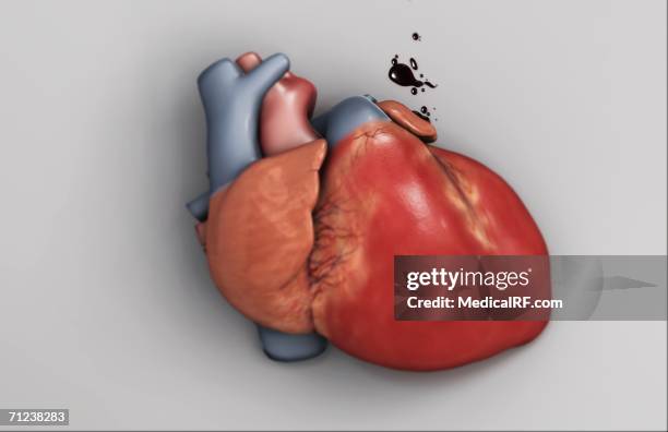 human heart on a reflective surface. - superior pulmonary vein stock illustrations