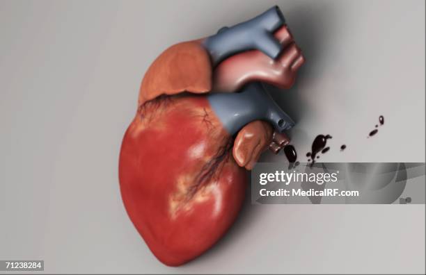human heart on a reflective surface. - superior pulmonary vein stock illustrations